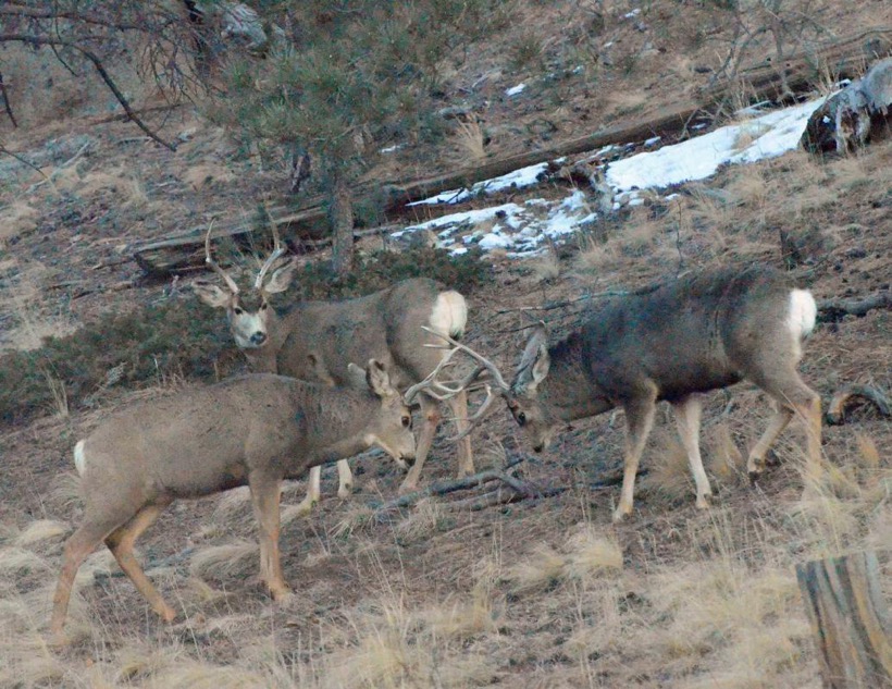 Photo Essay – Mule Deer Antlers – Mule Deer Foundation