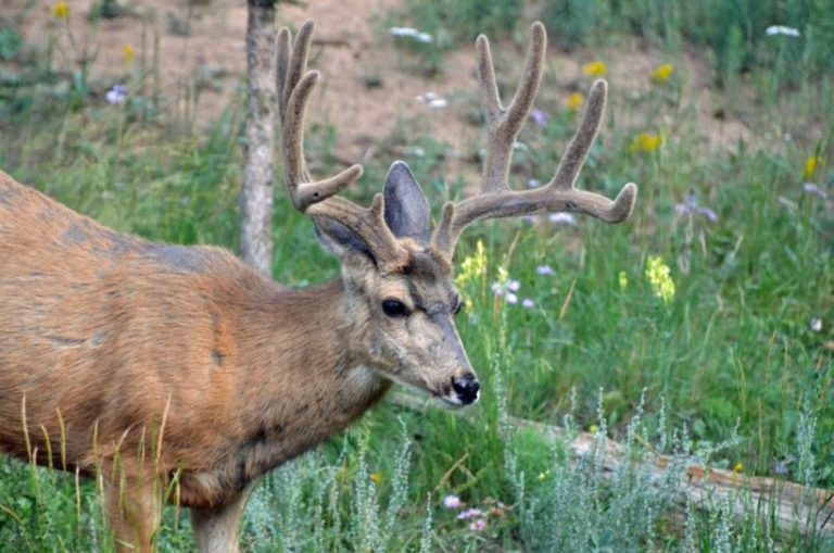 Photo Essay – Mule Deer Antlers – Mule Deer Foundation